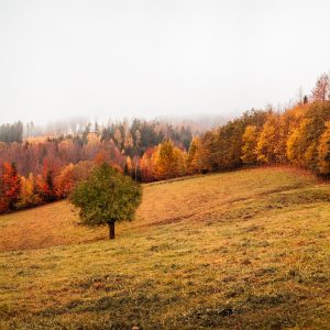 Home & Auto Warranty Coverage Advice for Fall 2023!
